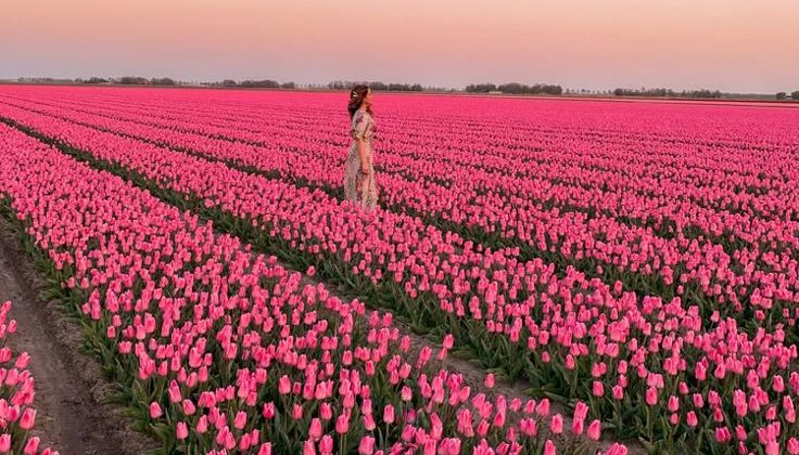 5 ways to experience spring blooms in amsterdam